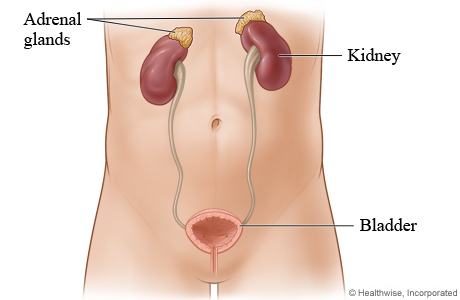 Adrenal Tumors | Tallwood Urology & Kidney Institute | Hartford